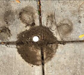 If you've got an ant problem this season, grab a bottle cap and do <em>this</em>