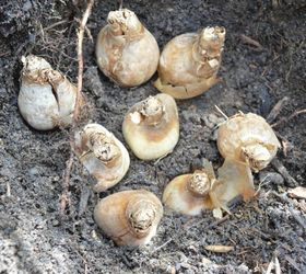 fall gardening how to plant bulbs for amazing spring flowers
