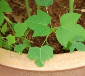 grow papaya in containers