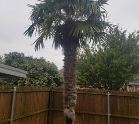 palm tree peeling bark