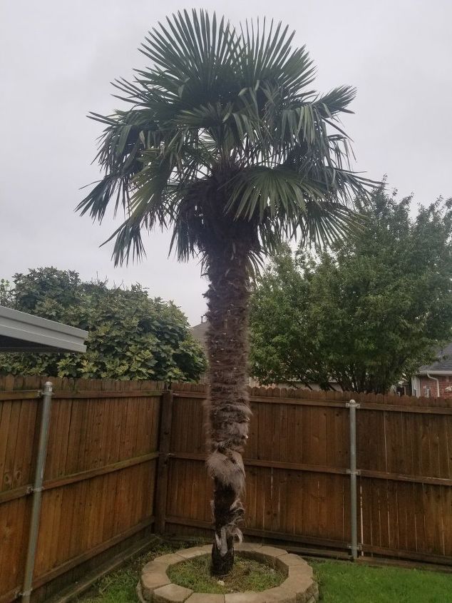 palm tree peeling bark