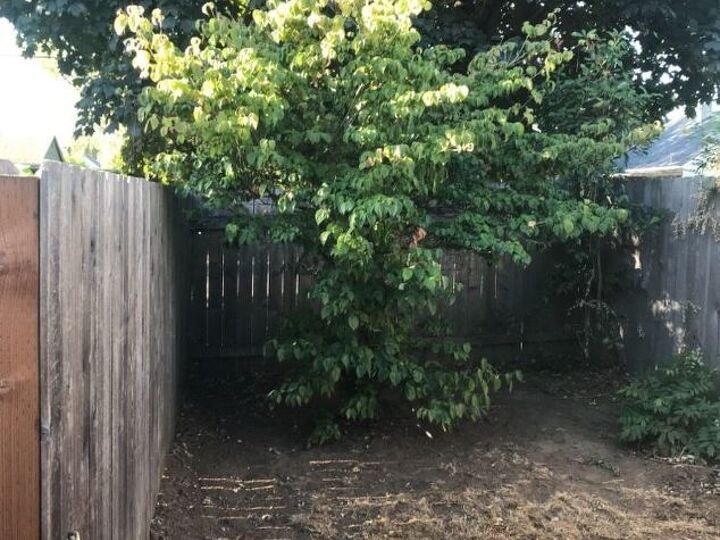 q pruning small trees in september