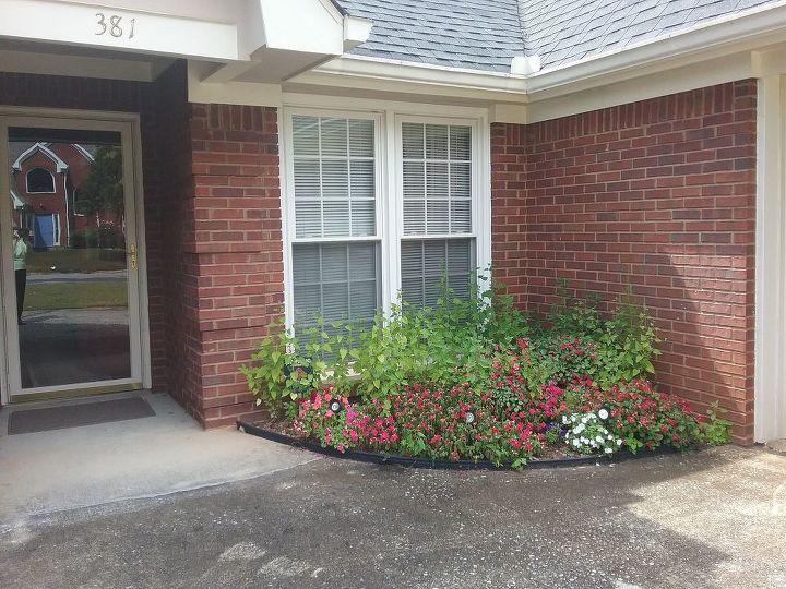 q what shrubbery would you suggest for this area