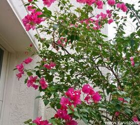 Pruning Bougainvillea In Summer (Mid-Season) To Encourage More Bloom