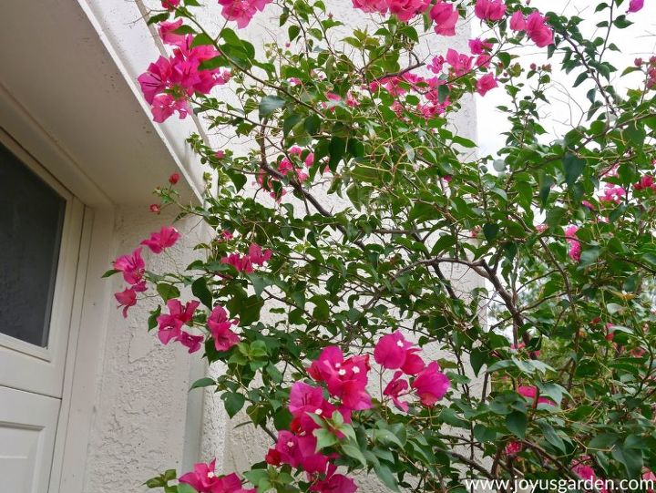pruning bougainvillea in summer mid season to encourage more bloom