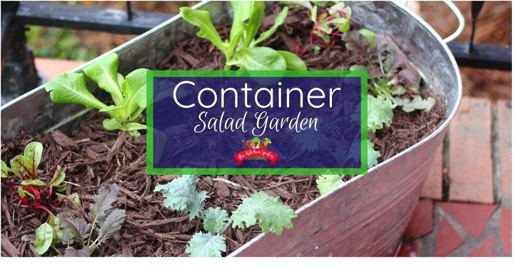 planting a container salad garden