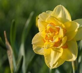 all about planting spring blooming bulbs in fall