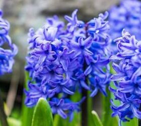 all about planting spring blooming bulbs in fall