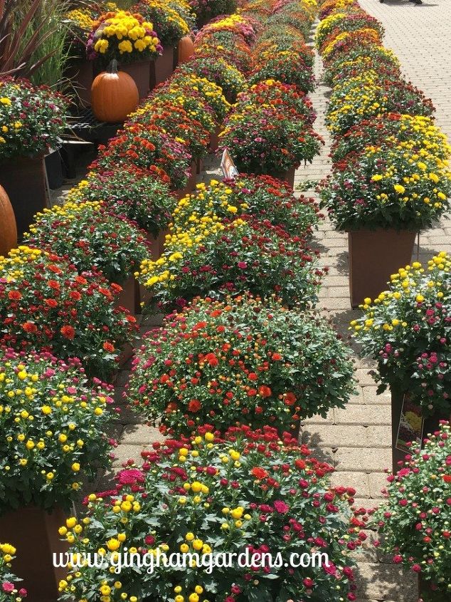 tips for buying potted mums to get the biggest bang for your buck