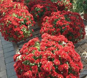 tips for buying potted mums to get the biggest bang for your buck