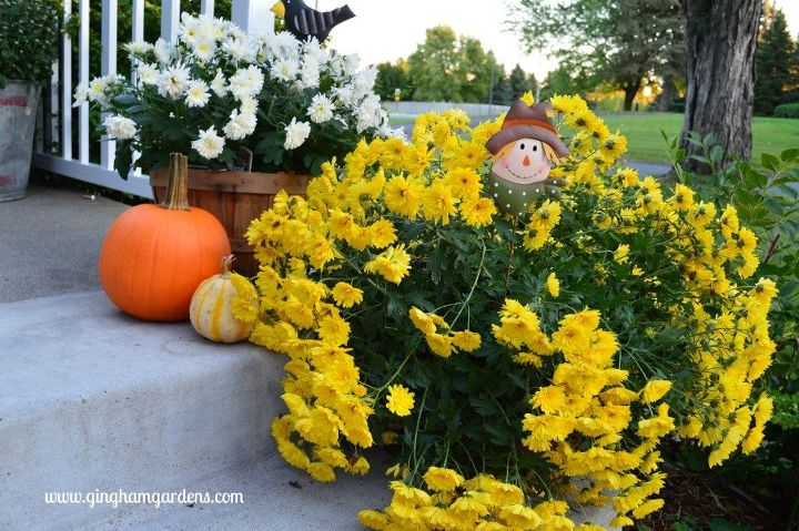 How To Buy Potted Mums To Get The Biggest Bang For Your Buck