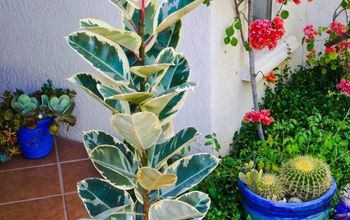Como propagar uma planta de borracha por camadas de ar