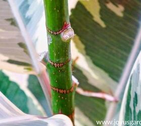 how to propagate a rubber plant by air layering