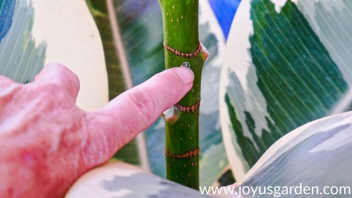 how to propagate a rubber plant by air layering