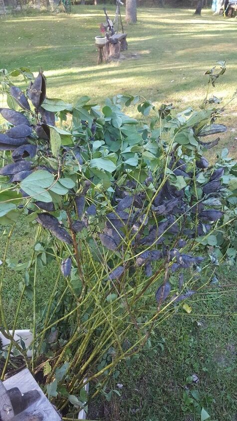 q what kind of bush is this