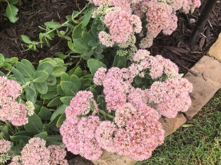 q anyone know what this flower is called thanks