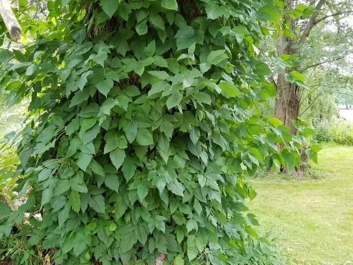 q how do i get rid of poison ivy that is climbing a tree