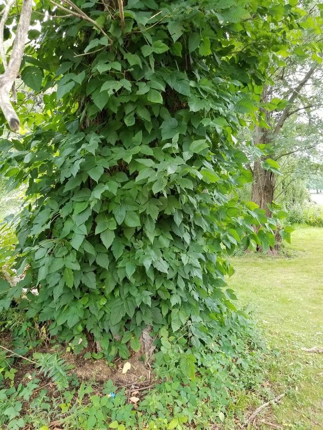 q how do i get rid of poison ivy that is climbing a tree