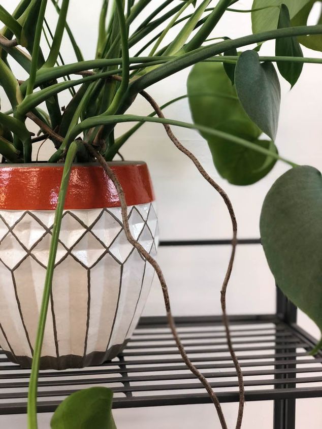 How to Propagate Monstera Plant? How to propagate your Monstera deliciosa plant