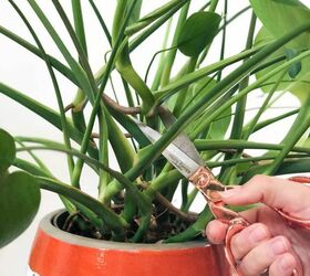 how to propagate your monstera deliciosa plant