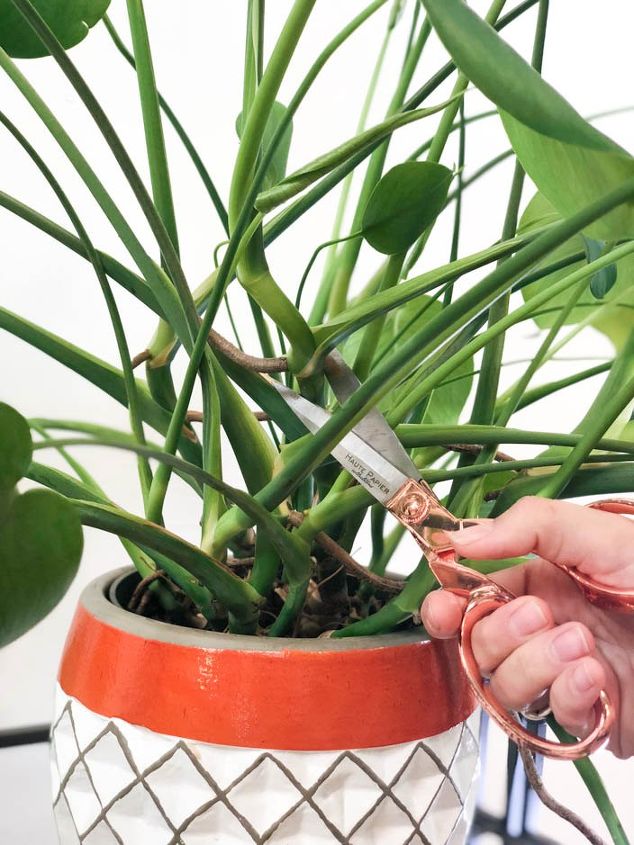 How to Propagate Monstera Plant? How to propagate your Monstera deliciosa plant