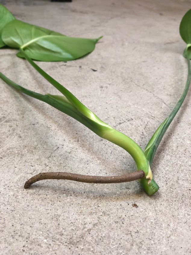 How to Propagate Monstera Plant? How to propagate your Monstera deliciosa plant