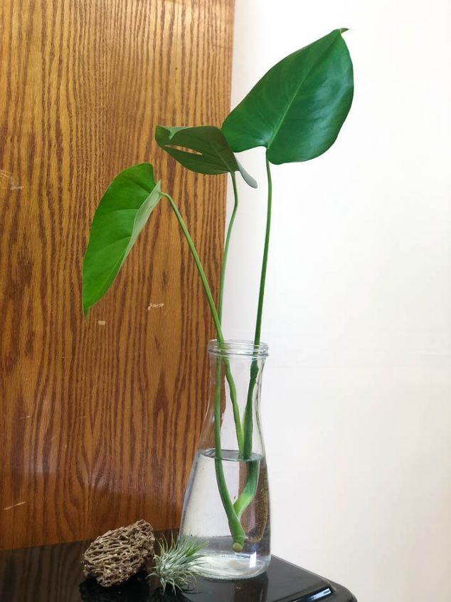 How to Propagate Monstera Plant? How to propagate your Monstera deliciosa plant
