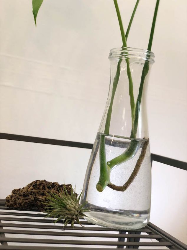 How to Propagate Monstera Plant? How to propagate your Monstera deliciosa plant