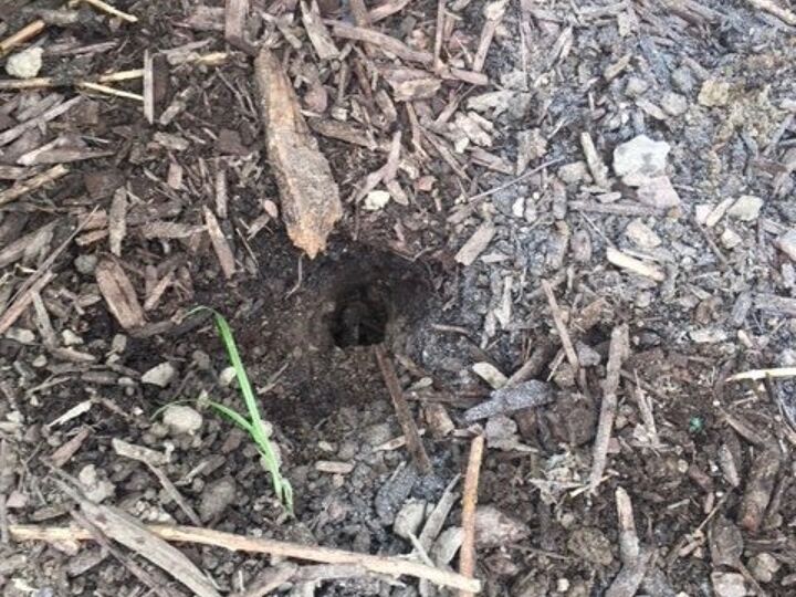 q holes in my yard