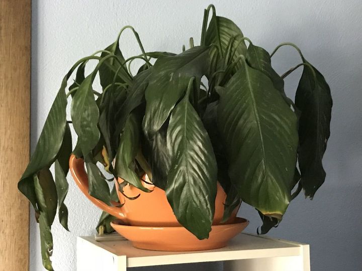 how do i bring this peace lily back to life