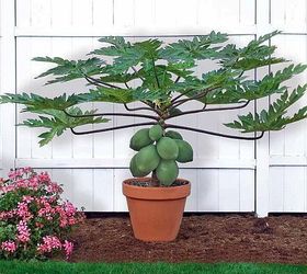 grow papaya in containers