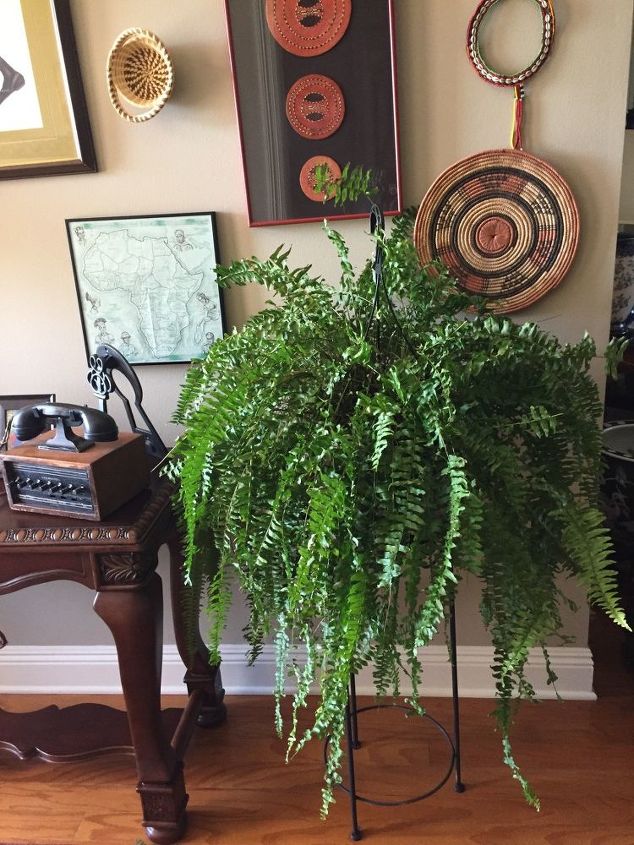 help i found a worm in my boston fern