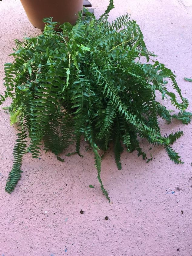 help i found a worm in my boston fern