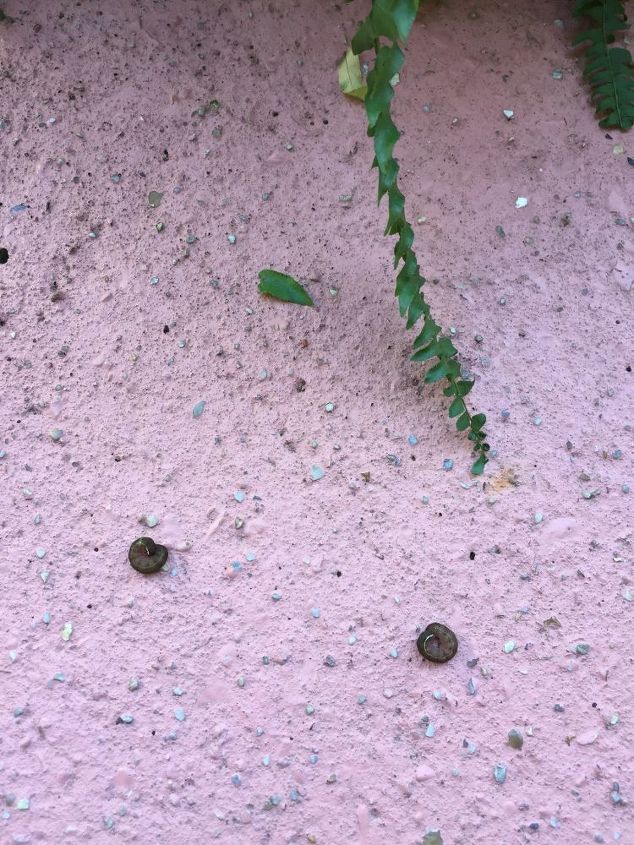 q help i found a worm in my boston fern