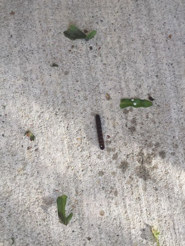 help i found a worm in my boston fern