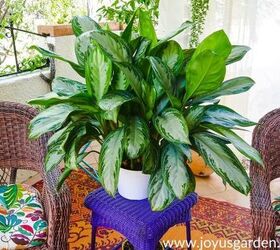 Chinese Evergreen Care & Growing Tips