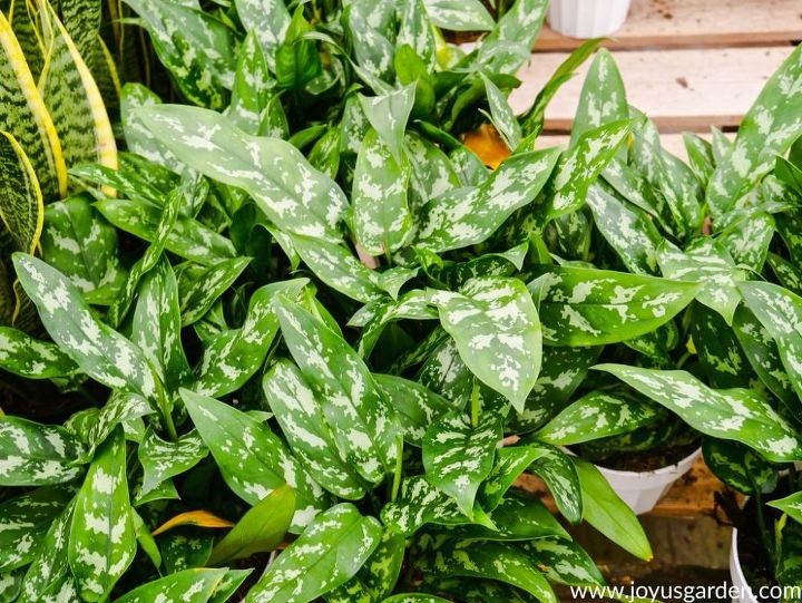 chinese evergreen care growing tips