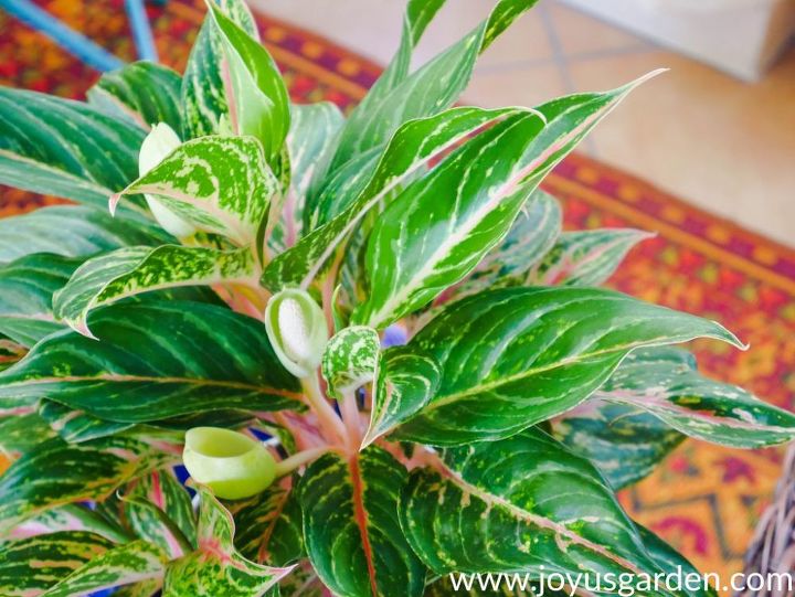 consejos para el cuidado y el cultivo de las plantas perennes chinas