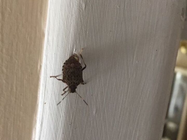 q how do i get rid of this flying pest no pets but the occasional 2yo