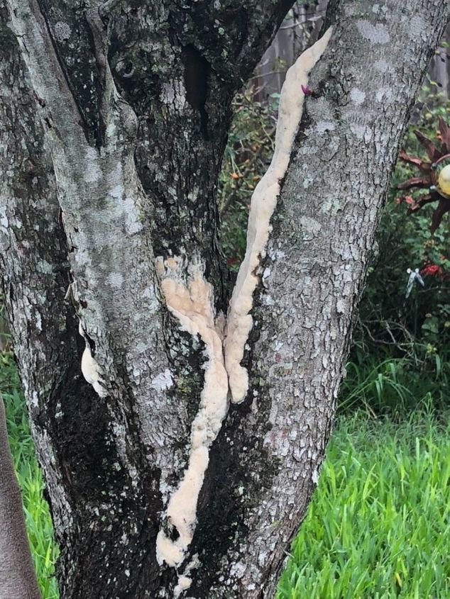 q this is on my tree what is it