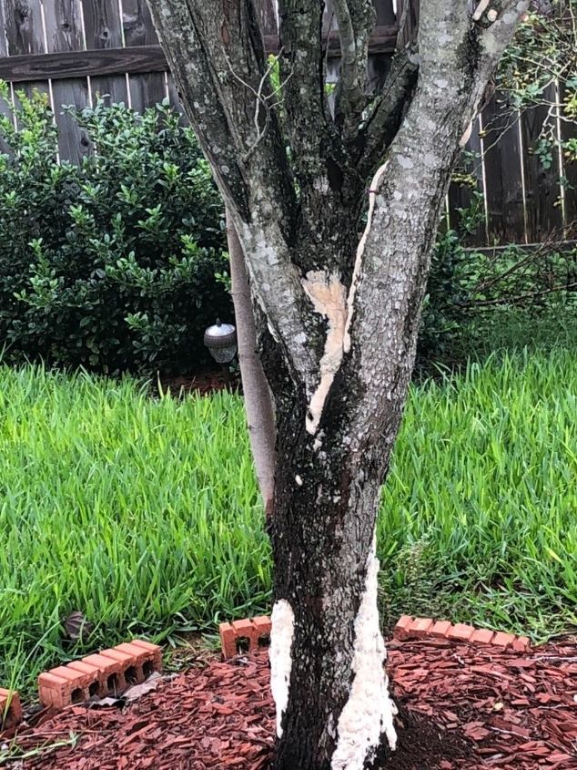 q this is on my tree what is it