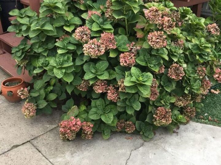 q how do you prune hydrangea