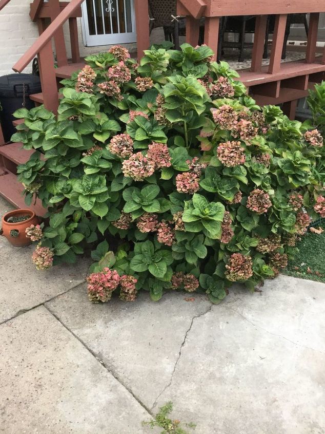 q how do you prune hydrangea