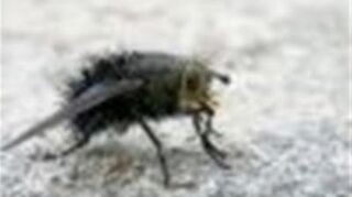 Why Are Flies Gathering On My Covered Patio In The Same Spot Hometalk