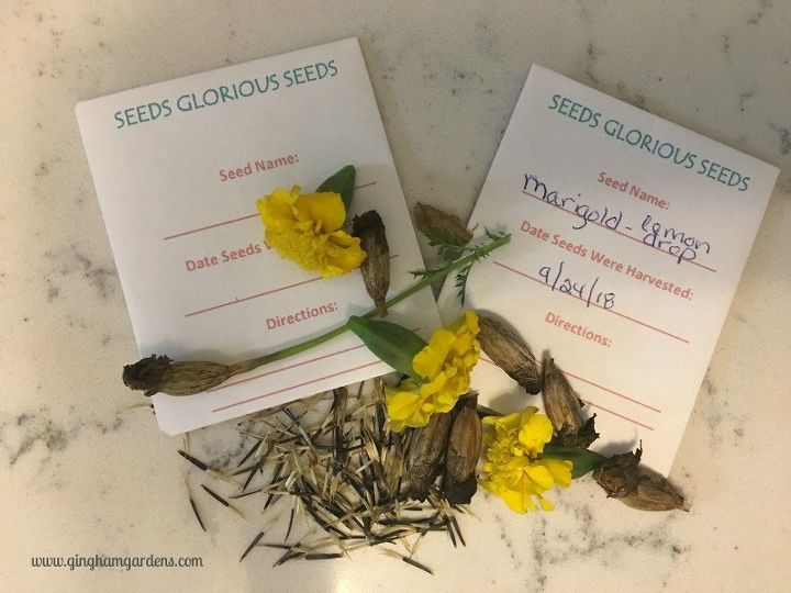 jardinera de otoo es hora de recoger semillas de flores