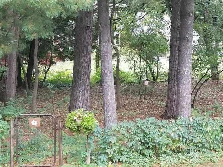 q how do i preparethis area for housing chickens