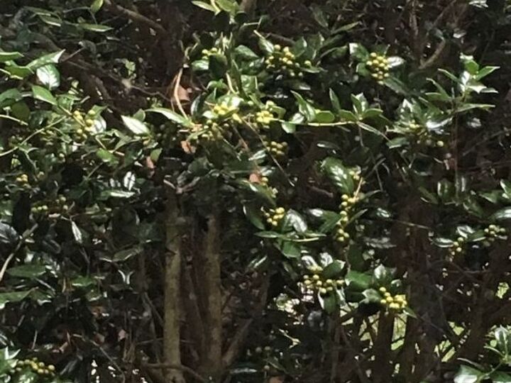 q if i trim this down will it look more like a bush