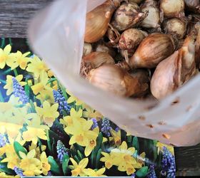 how to plant a beautiful bulb lasagna for spring