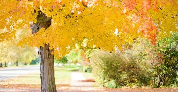 fall tree care tips how to prep your trees for winter s freeze