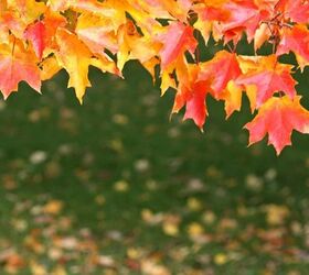 Fall Tree Care Tips – How to Prep Your Trees for Winter’s Freeze